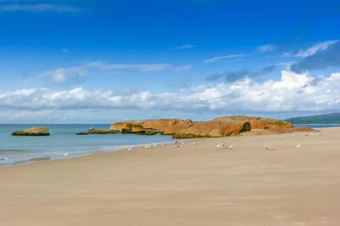 Seagulls on a beach. Stock Photos