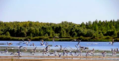 Seagulls on the beach Stock Photos