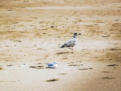 Seagulls on the beach Stock Photos