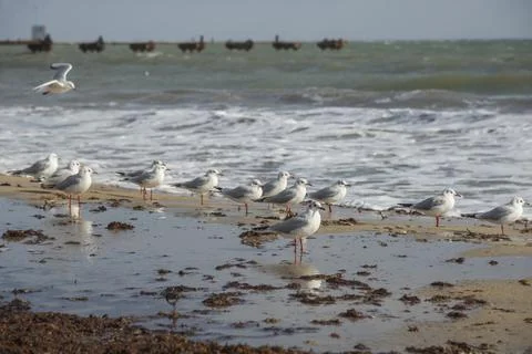 Seagulls on the beach Stock Photos