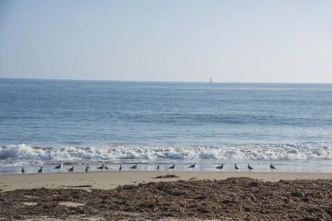 Seagulls on the beach Stock Photos