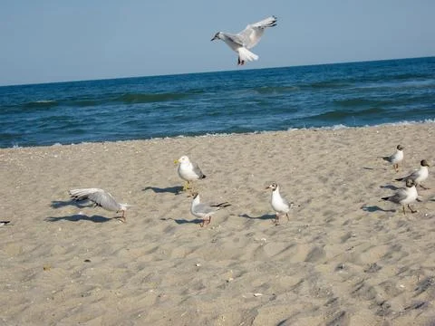 Seagulls on the beach Stock Photos