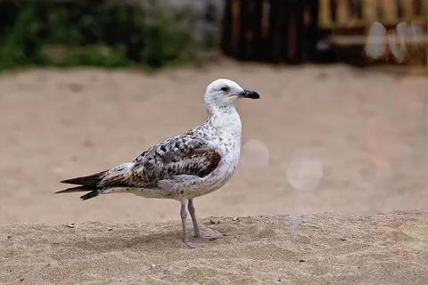 Seagulls on the beach Foto stock