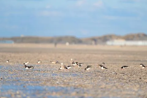 Seagulls at the beach Foto stock