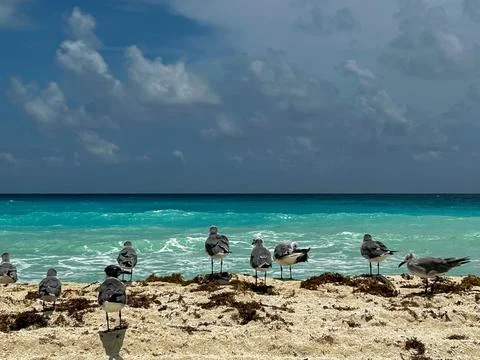 Seagulls on the beach Fotos de archivo