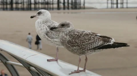 Seagulls by the beach pull focus Stock Footage 47864768