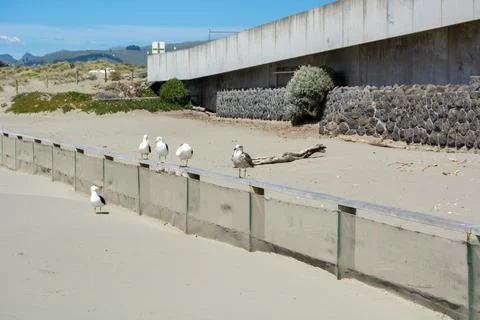 Seagulls on a Beach Railing Foto stock