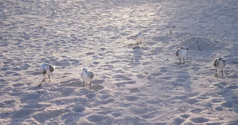 Seagulls at the beach sand Stock Footage 101747817