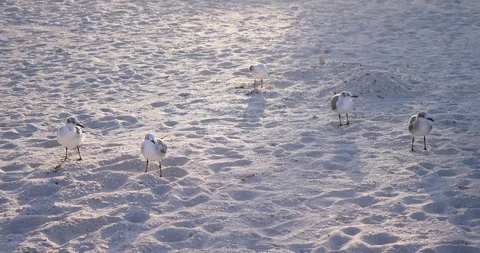 Seagulls at the beach sand Stock Footage 120223114