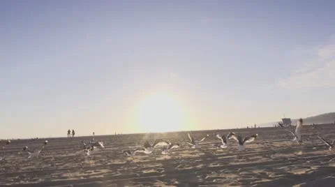 Seagulls at the beach slow-mo 1 스톡 동영상 21758658