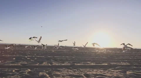 Seagulls at the beach slow-mo 2 스톡 동영상 21758685