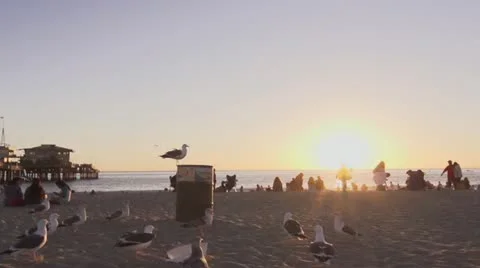 Seagulls at the beach slow-mo 3 스톡 동영상 21758675