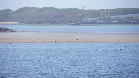 Seagulls in beach slow motion Stock-Footage 80662844