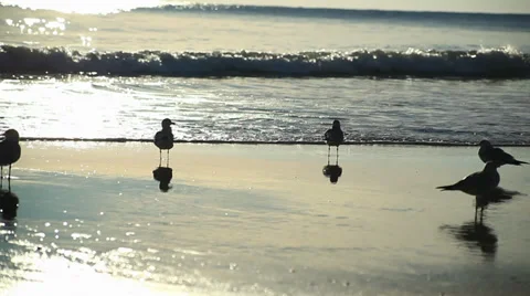 Seagulls on Beach at Sunrise Stock Footage 32707499