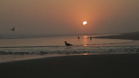 Seagulls on beach at sunset 库存影片 26450270