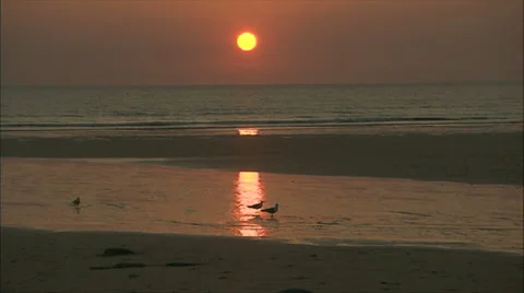 Seagulls on a Beach at Sunset Stock Footage 37705978