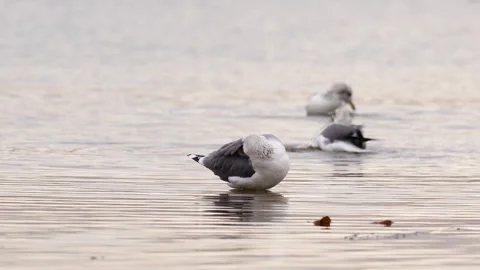 Seagulls on the beach at sunset. Stock Footage 245049005