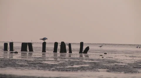 Seagulls on beach at sunset - medium shot Stock Footage 25645983
