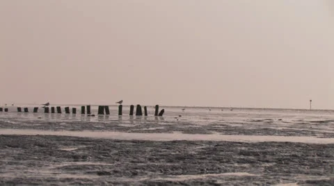 Seagulls on beach at sunset - wide Stock Footage 25646194