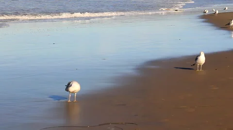 Seagulls on the beach surfboard floating at waters edge Stock Footage 58064956