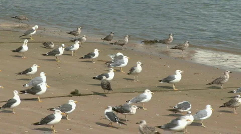 Seagulls on the beach, then fly Video stock 308309