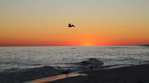 Seagulls At Beach Twilight Stock-Footage 2220374