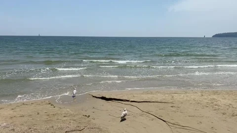 Seagulls on the beach of Varna Stock Footage 243912099