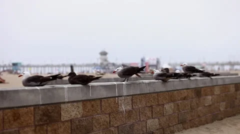 Seagulls at beach on the wall_1 Stock Footage 25066155