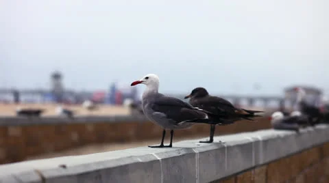 Seagulls at beach on the wall_2 Stock Footage 25066182