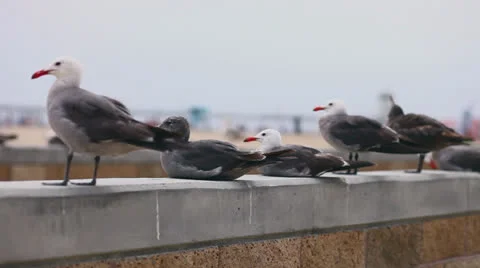 Seagulls at beach on the wall_3 Stock Footage 25066206