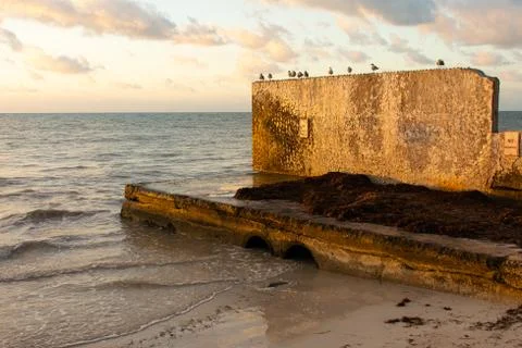 Seagulls on beachside wall Stock Photos