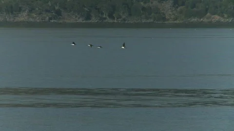 Seagulls beagle channel 2 Vidéo 783346