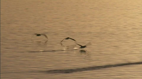 Seagulls Beagle channel Stock Footage 792937