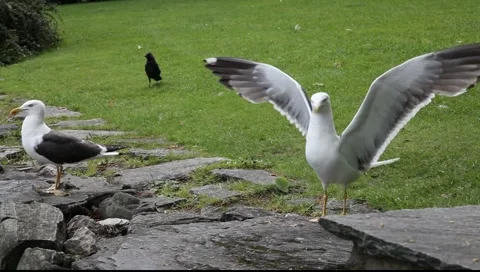 Seagulls behavior Stock Footage 1065136