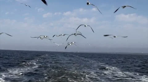 Seagulls behind boat Stockbeeldmateriaal 21896117