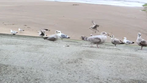 Seagulls Being Fed At On The Beach Front Stock-Footage 193517526