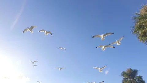 Seagulls from Below Slow Motion in Sunlight Stock-Footage 98944861