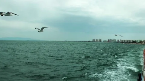 Seagulls Bird Flying Animal Stock Footage