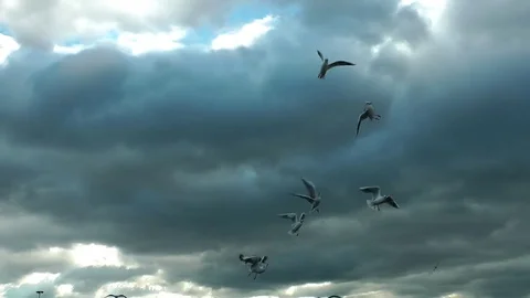 Seagulls Bird Flying Animal Stock Footage