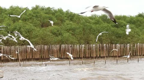 Seagulls bird 库存影片 20585030