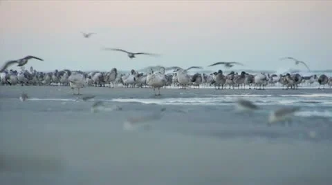 Seagulls Birds on the Beach Stock Footage 18159422