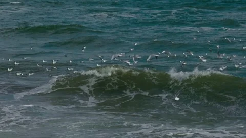 Seagulls on Black Sea Waves 2 Stock Footage 332076229