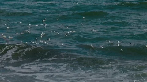 Seagulls on Black Sea Waves 3 Video stock 332076255