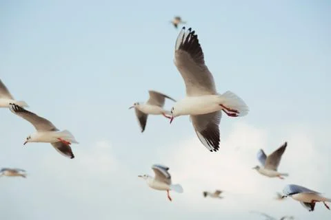 Seagulls on blue sky background Stock Photos