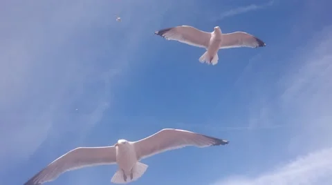 Seagulls in blue sky Stock Footage 65018939