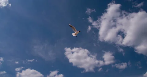 Seagulls in Blue Sky Stock Footage 67469332