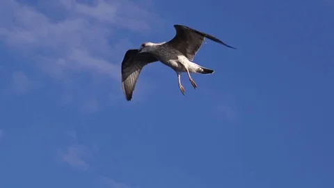 Seagulls on a blue sky Stock Footage 80395593