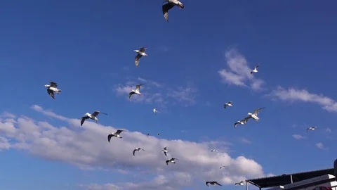 Seagulls on a blue sky Video stock 80396660