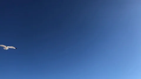 Seagulls in a blue sky Stock Footage 83056919