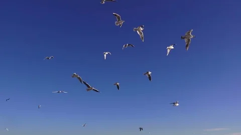 Seagulls on a blue sky Stock Footage 84745287